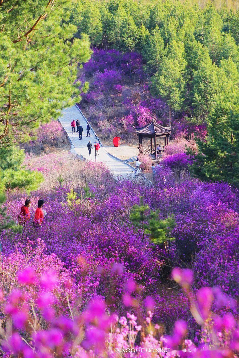 双鸭山紫云岭花海图片