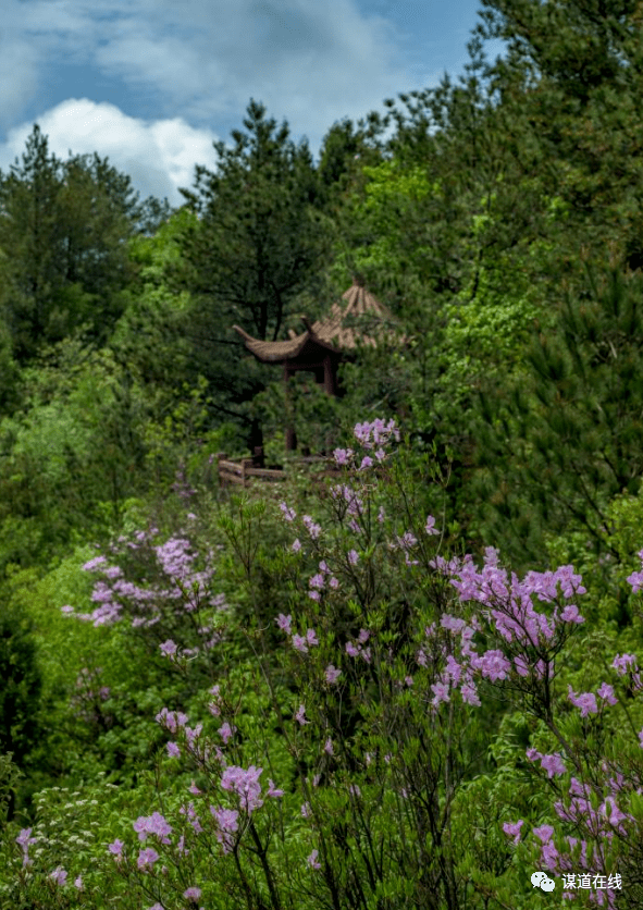 利川苏马荡杜鹃花图片