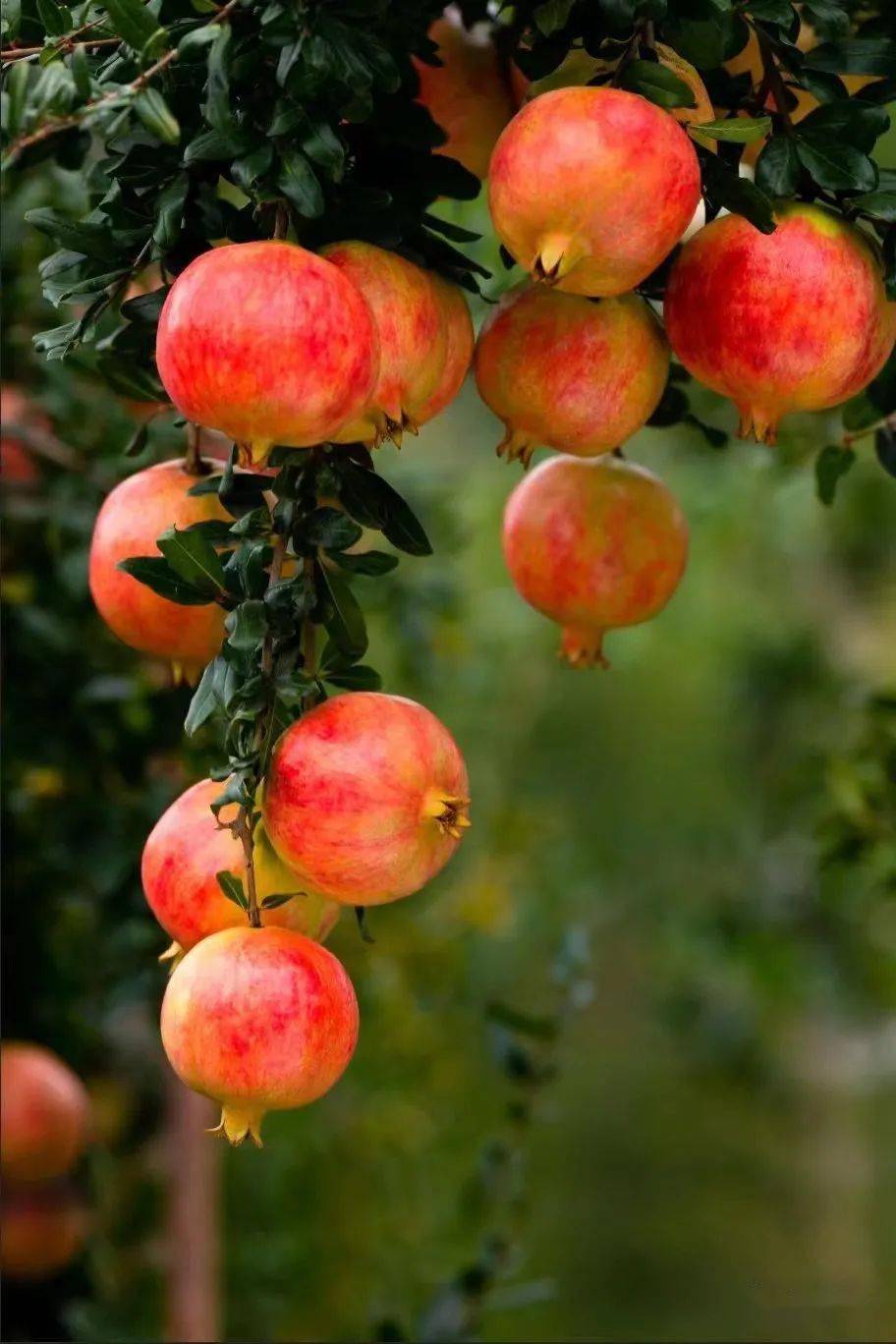 会理市彰冠镇古桥村:"农旅融合"谱新篇 景美人富万象新_石榴_发展