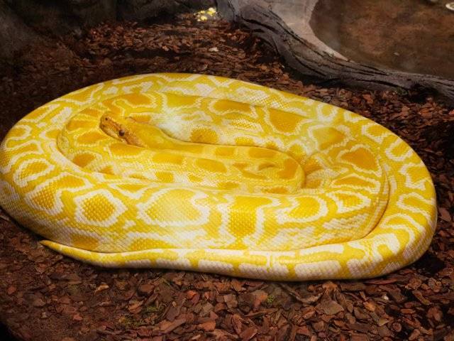 云南野生动物园爬行动物馆向游客开放_卡达_科普_黄金