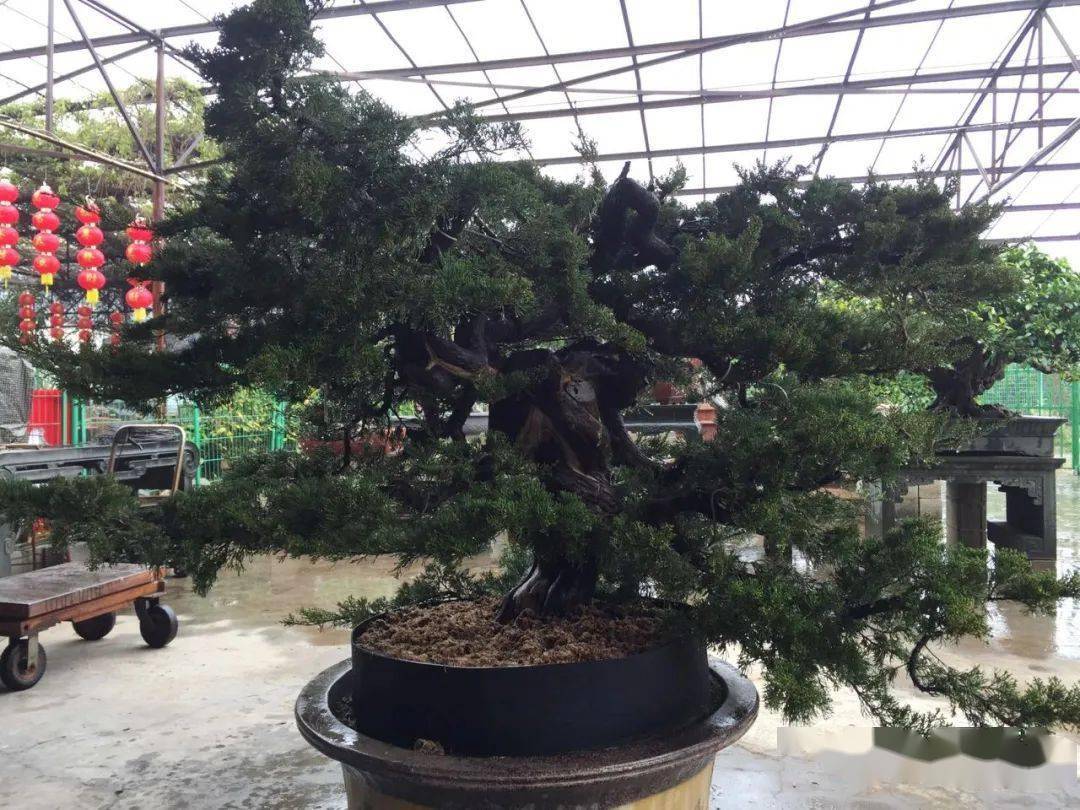 创作集锦 | 劳动节,致敬每一位努力的盆景人!_舍利_枝条_主干