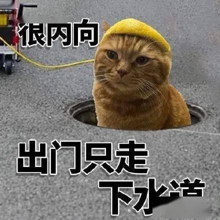很内向,出门只走下水道丨第681期喵表情包_侵权_网络_图片