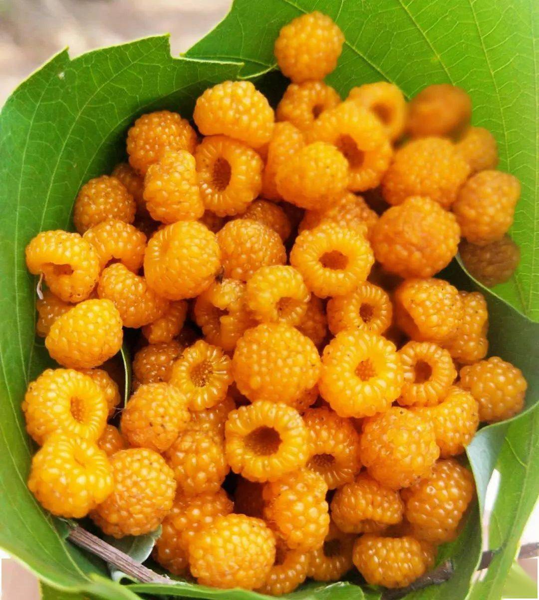 走!我们一起去山上扯~_大米_版权_网络