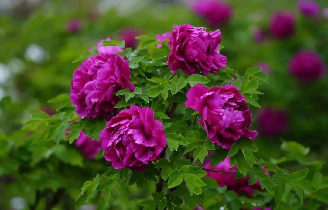 春雨中的河州牡丹美出新高度!_花系_孔德才_白色