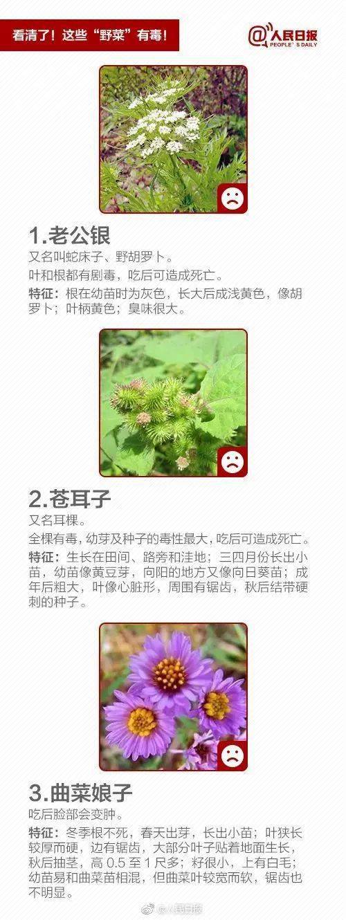 白花菜种子（白花菜的种子是什么样的?） 第10张