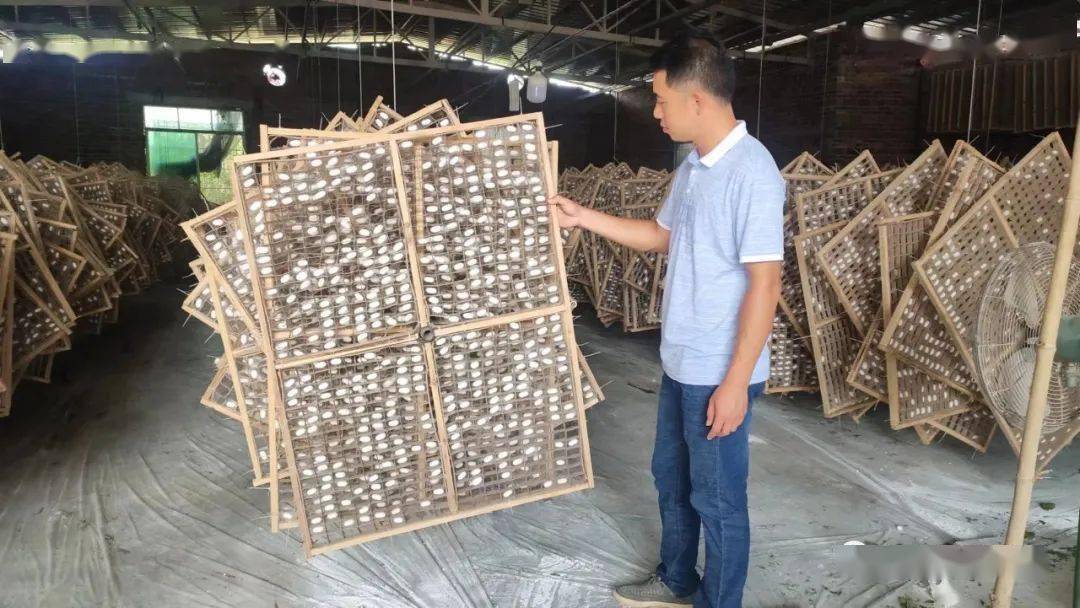 设计团队还制模生产了专用的塑料养蚕框,设计制作手工升降,平台小型化