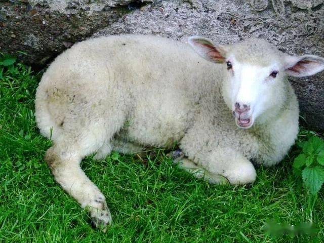 羊下巴水肿到底是啥病_驱虫_体重_寄生虫