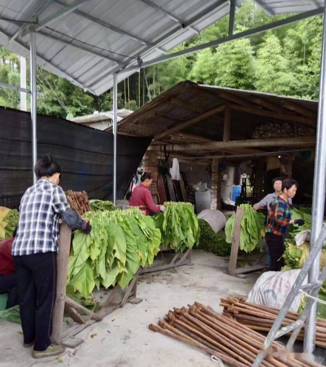 罗坊乡1100多亩烤烟长势喜人_种植_烟叶_吴盛松