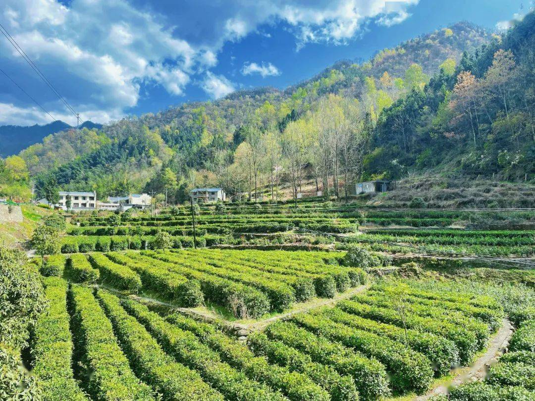 卡子镇:新乡贤助力跑出产业振兴"加速度"_发展_群众_乡村