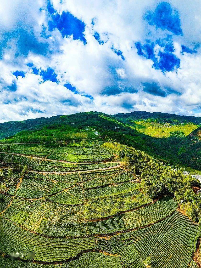 无量山高 南涧茶好_茶山_茶人_审核