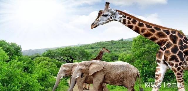 大象给长颈鹿洗澡看图图片