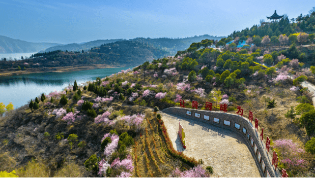 牡丹花水（牡丹花水彩画简单又漂亮） 第4张