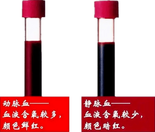 血液明明是红色,为什么血管却呈现蓝色?_皮肤_静脉_红光