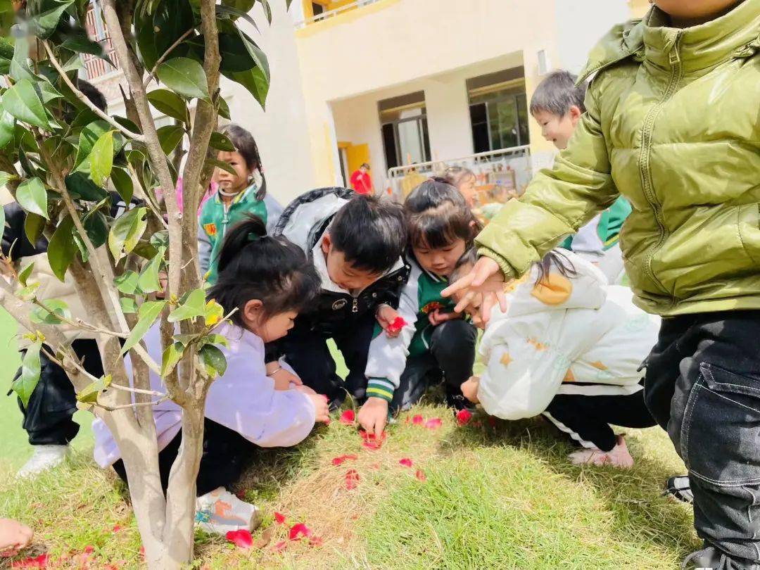 通过解剖山茶花,孩子们进一步了解山茶花的结构特点,并建立起对山茶花