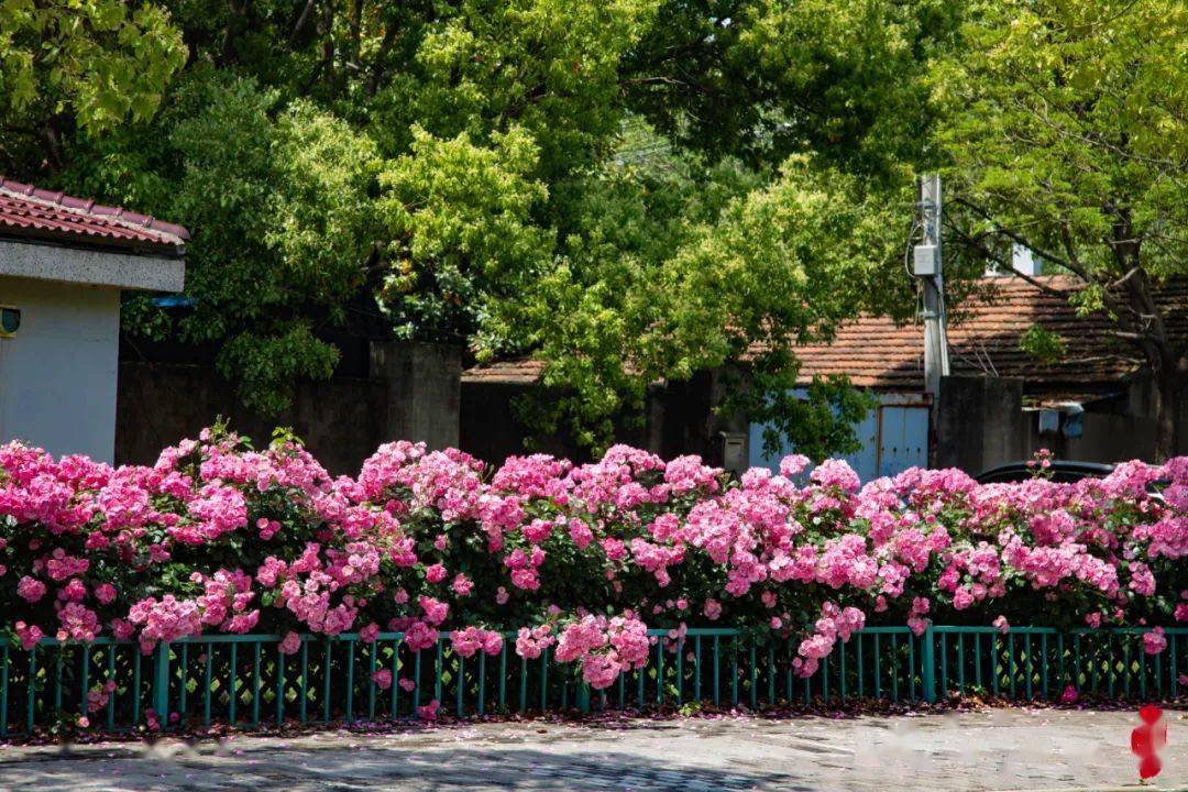 崇明这些马路旁,都是花64花64花64_郭王_李琳_城桥镇