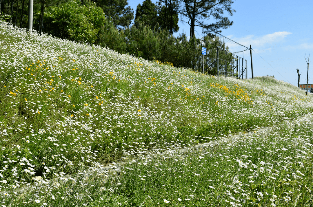 初夏新玩法,来苍溪看洋甘菊花海吧~_黄色_花朵_微风