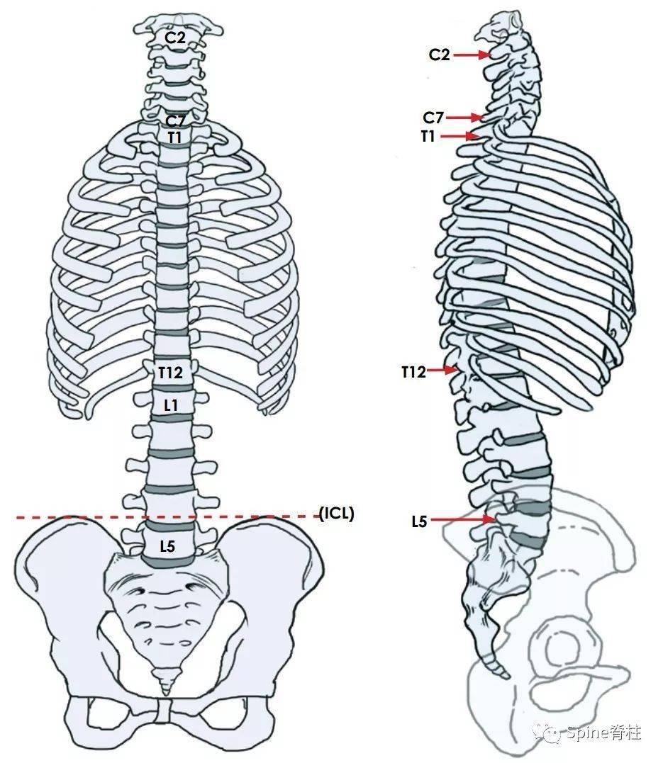 腰椎体表定位标志图片