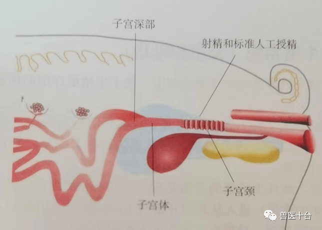 猪生殖系统相关术语概述