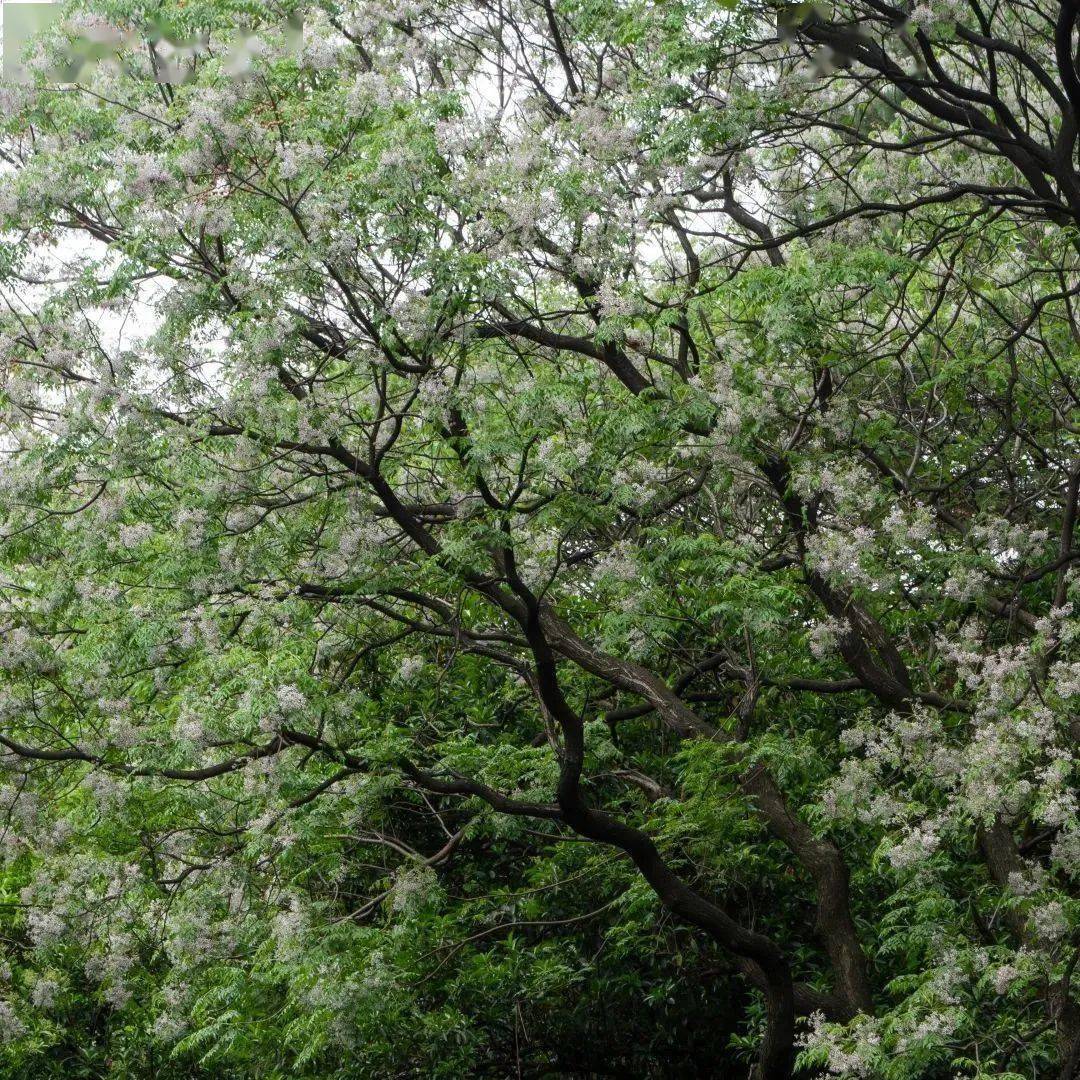 5月10日 · 苦楝花