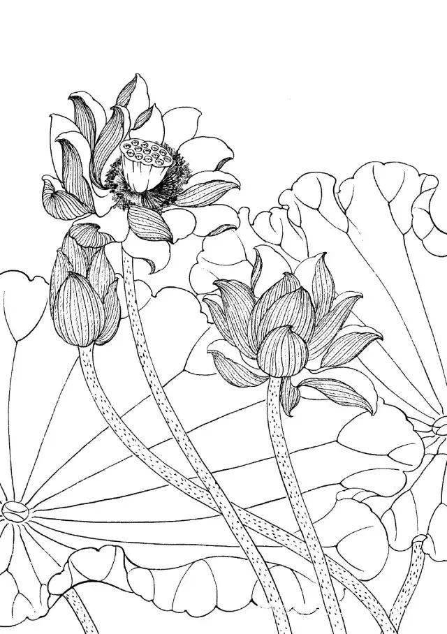 工笔线描花卉画谱——荷花,全文干货,收藏起来用得上!_步骤_花头_莲蓬