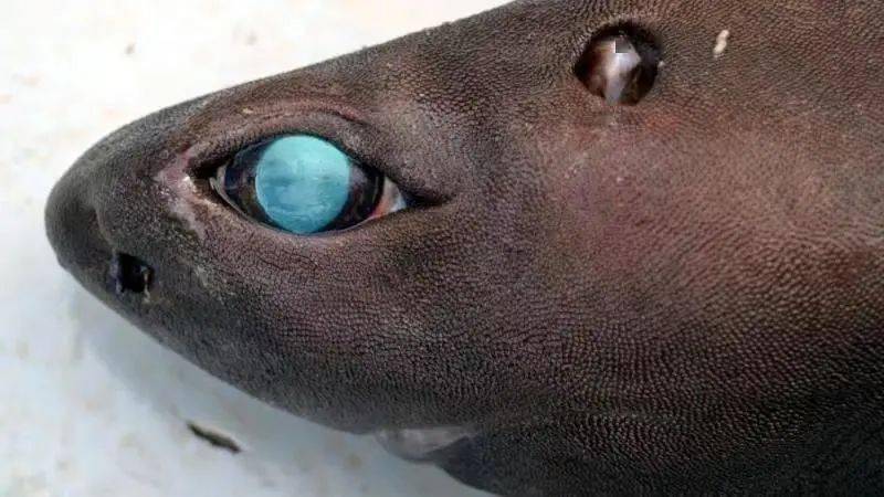 青岛水族馆鲨鱼家族喜添新丁——最大发光脊椎动物:铠鲨