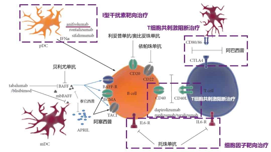 盘点治疗系统性红斑狼疮的生物制剂|世界狼疮日,让狼疮被看见_疾病