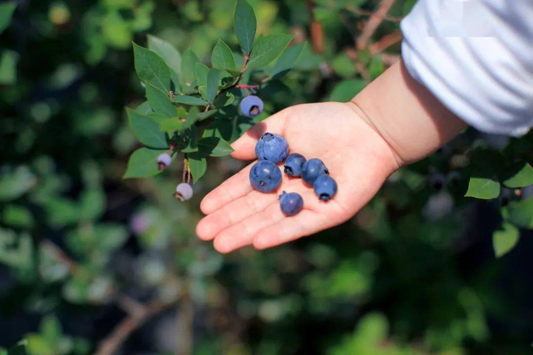 20余个品种的蓝莓有奥尼尔,夏普兰,薄雾等场地宽阔,蓝莓种类齐全园区