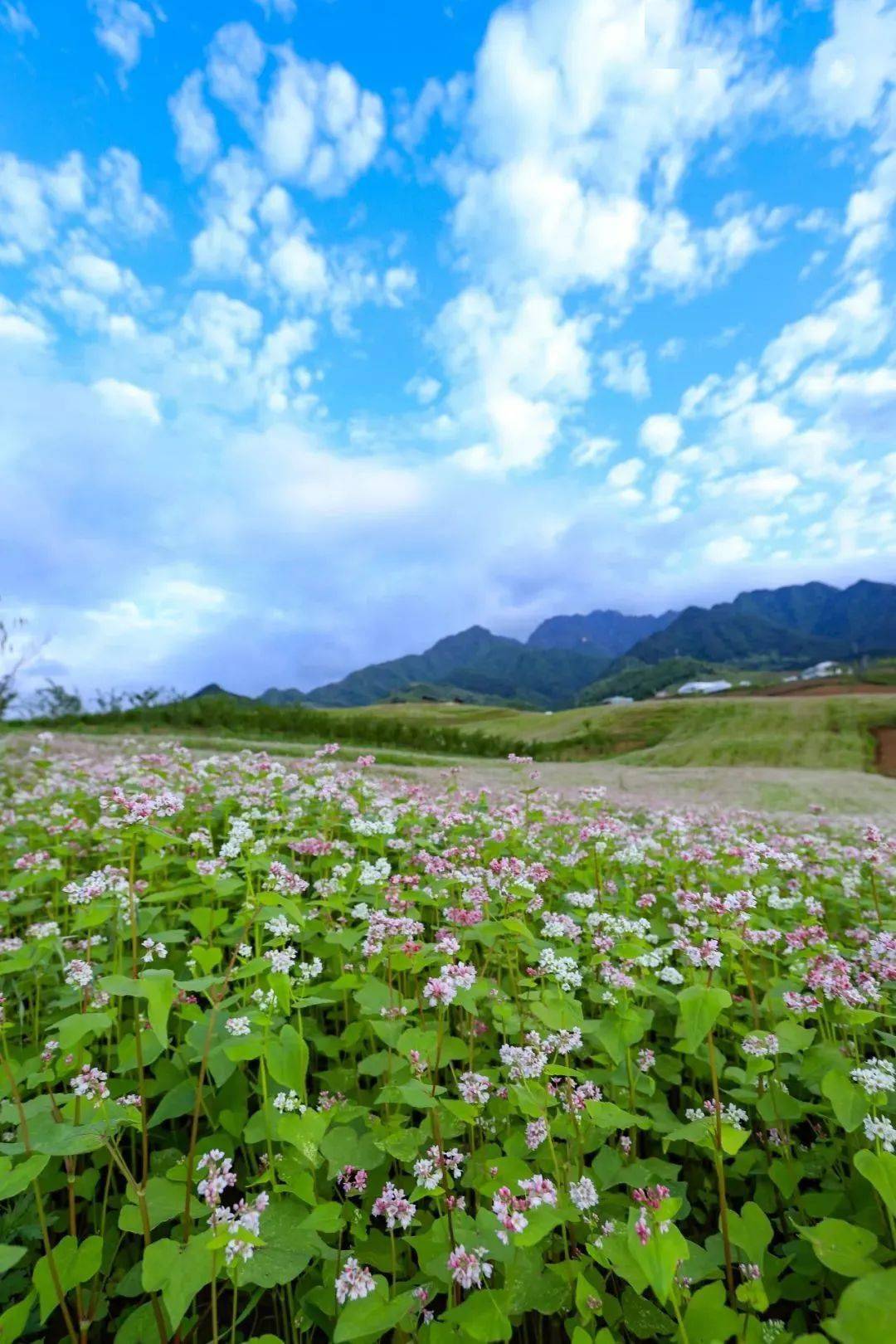 来源:蓝田宣传蓝田旅游