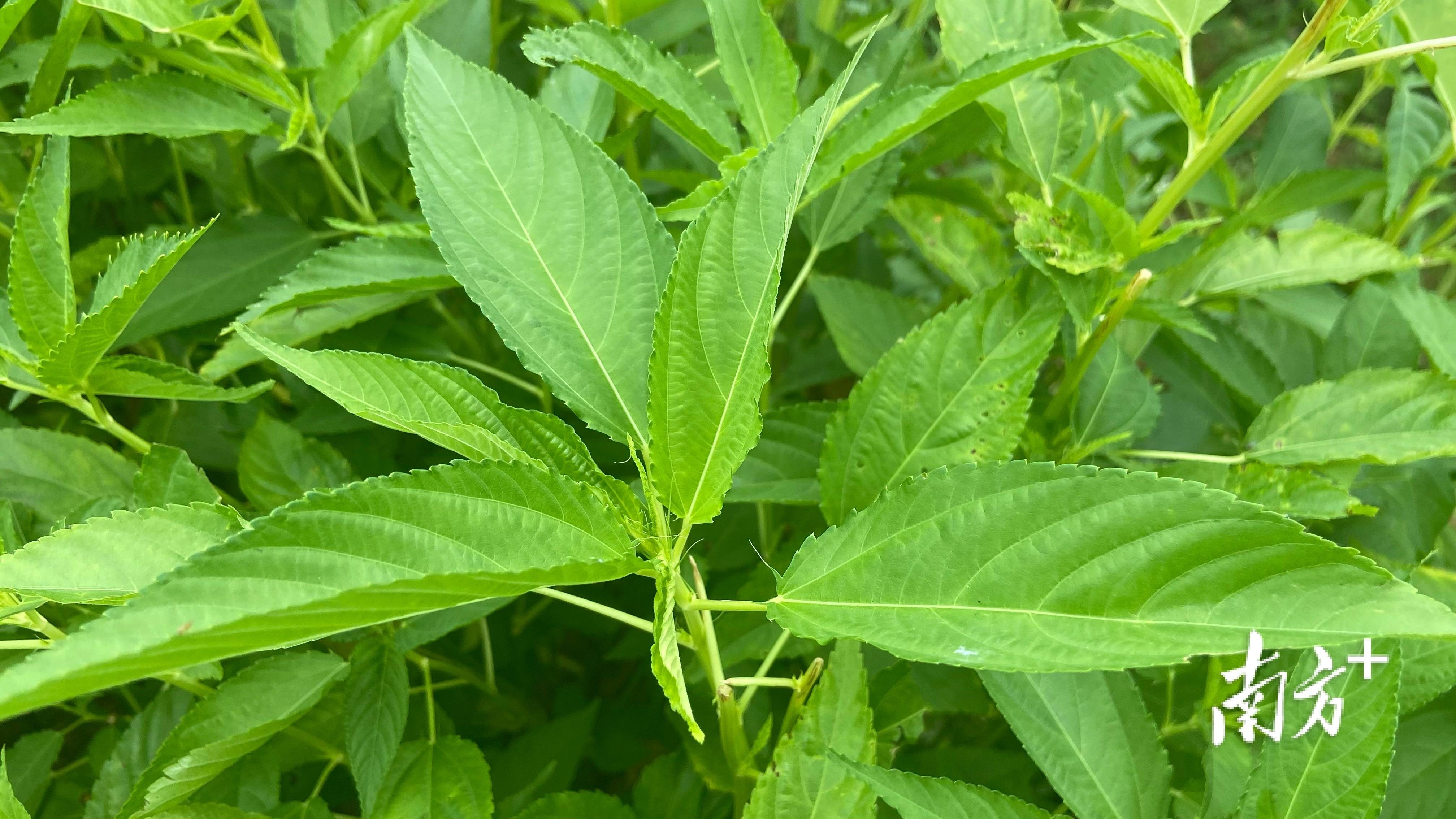 潮南区两英镇:特色品牌激活乡村产业新动能_种植_禾皋村_黄麻籽
