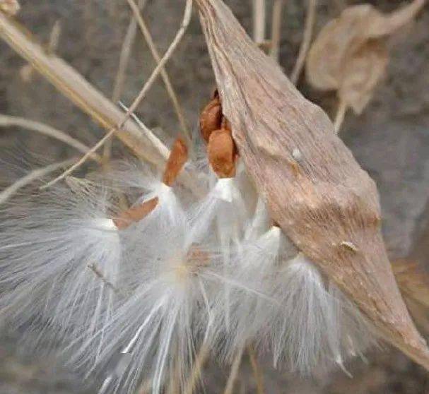 另附:简易丰胸药方2010年开始使用该方,后来又在原方上加上羊母奶草