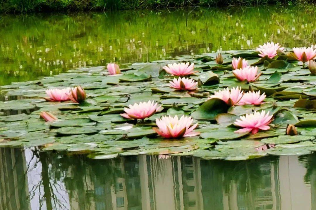 城西湿地公园里的水生植物开花啦!