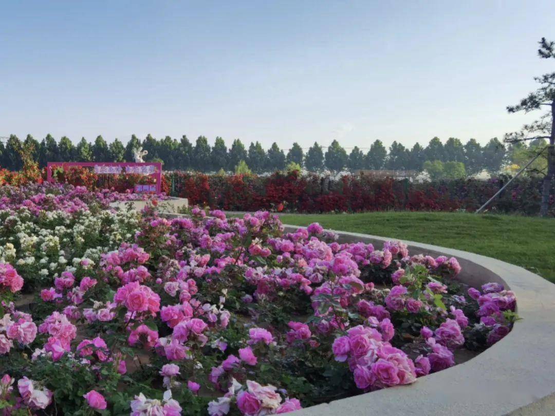 2023北京月季文化节开启 首次推出"月季云花展" | 动态_品种_活动