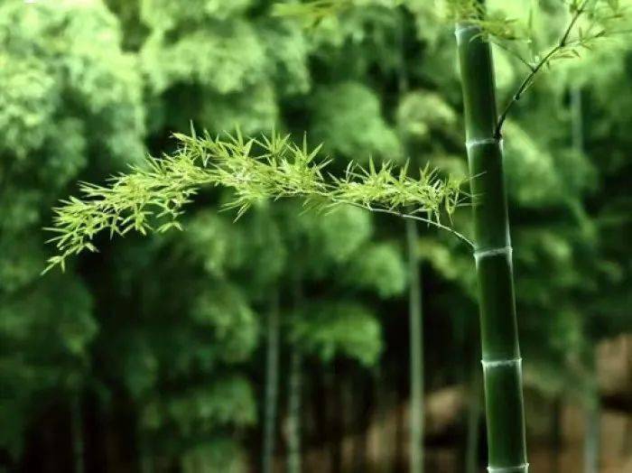 一丛阔数步,森森数十茎.长茎复短茎,枝叶不峥嵘.