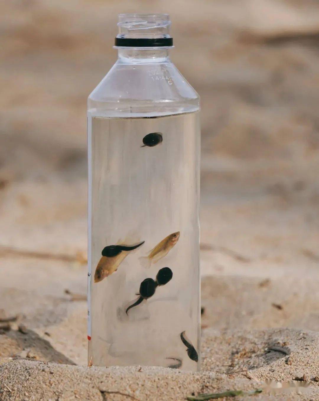 帝都市内就能捞蝌蚪的大公园,带上一个小网子,不花一分钱,捞啊捞啊捞