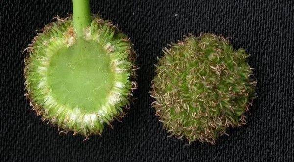 悬铃木_形成层_行道树