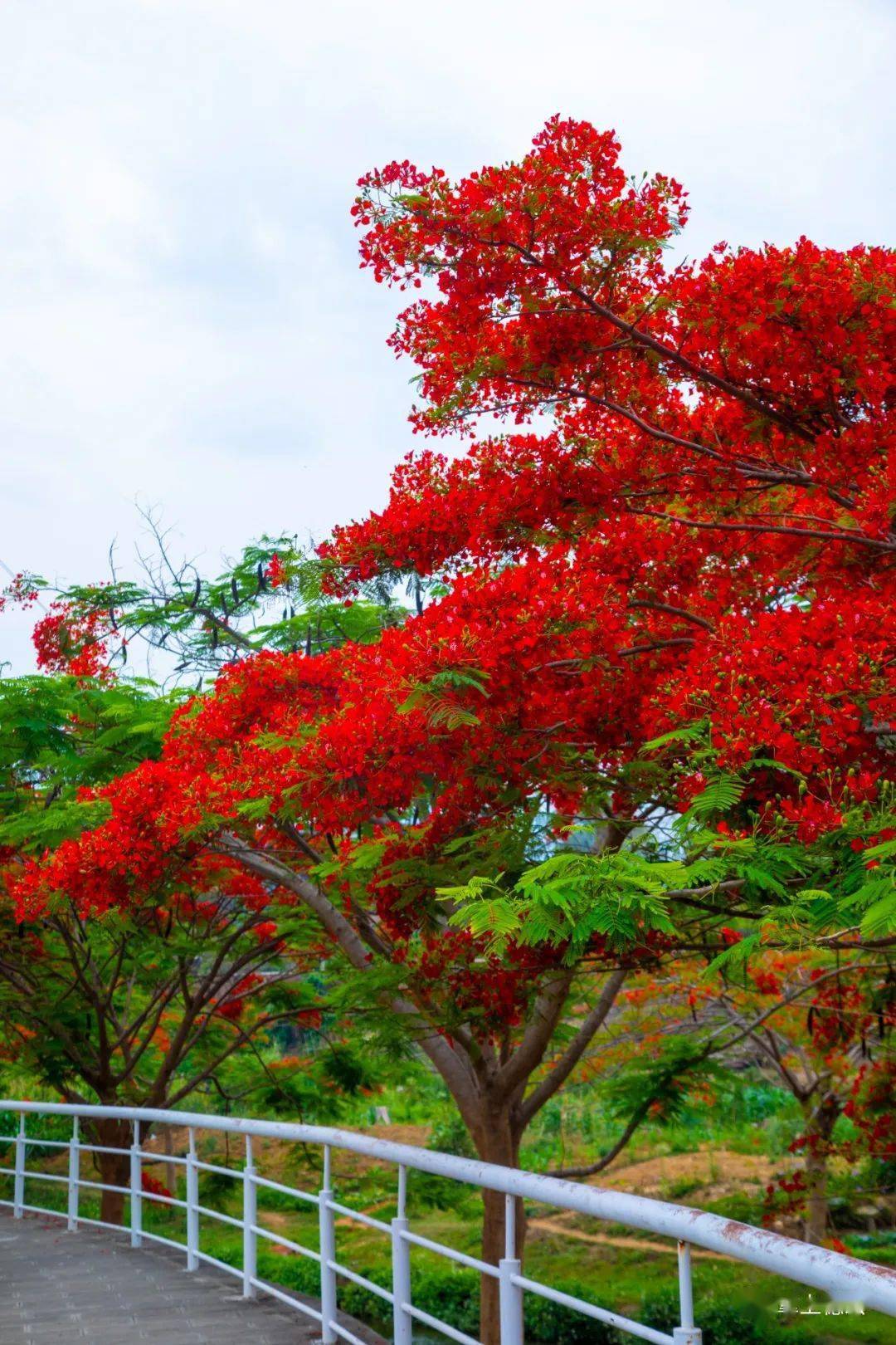 芒市市花图片