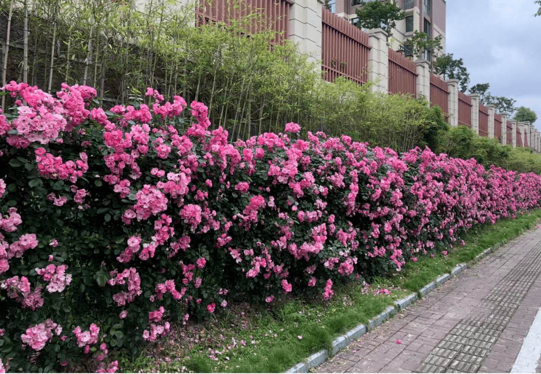 就藏在屯溪这些地方!_月季_山路_蔷薇