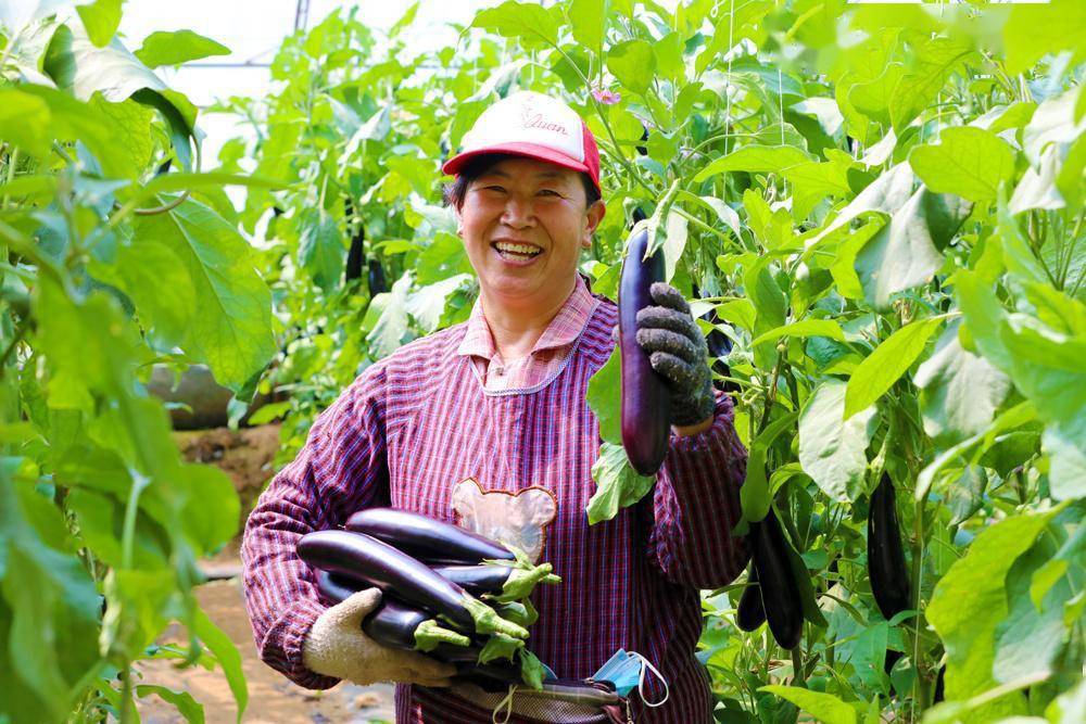 衡水冀州区:茄子丰收农民乐_西王镇_村民_大棚