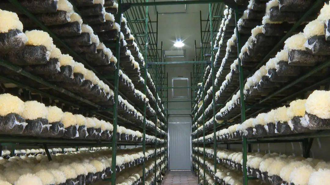 吉巷坂中:光伏菇棚示范基地首批银耳喜获丰收