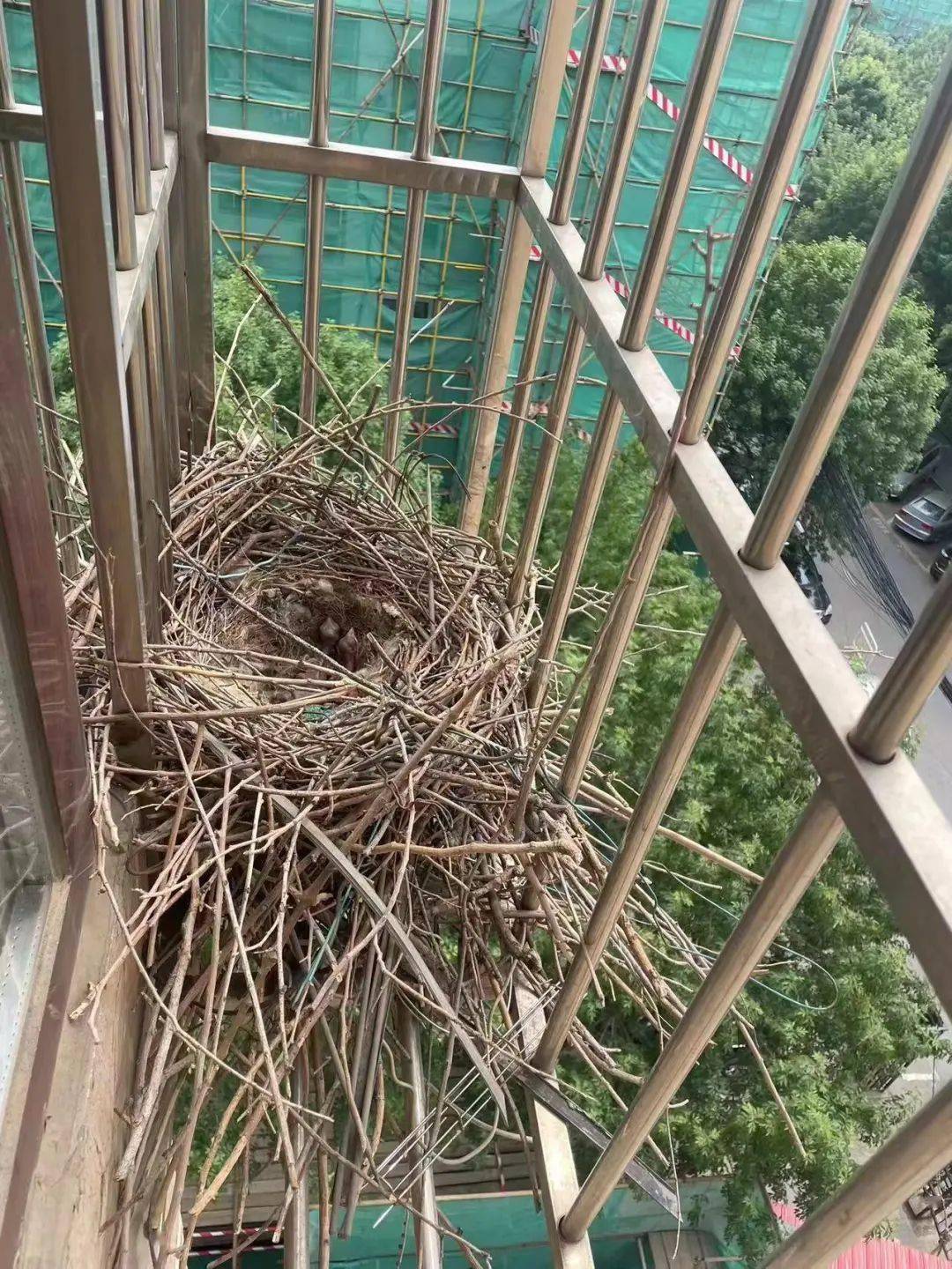 【接诉即办】爱护动物解民忧 安全转移小喜鹊