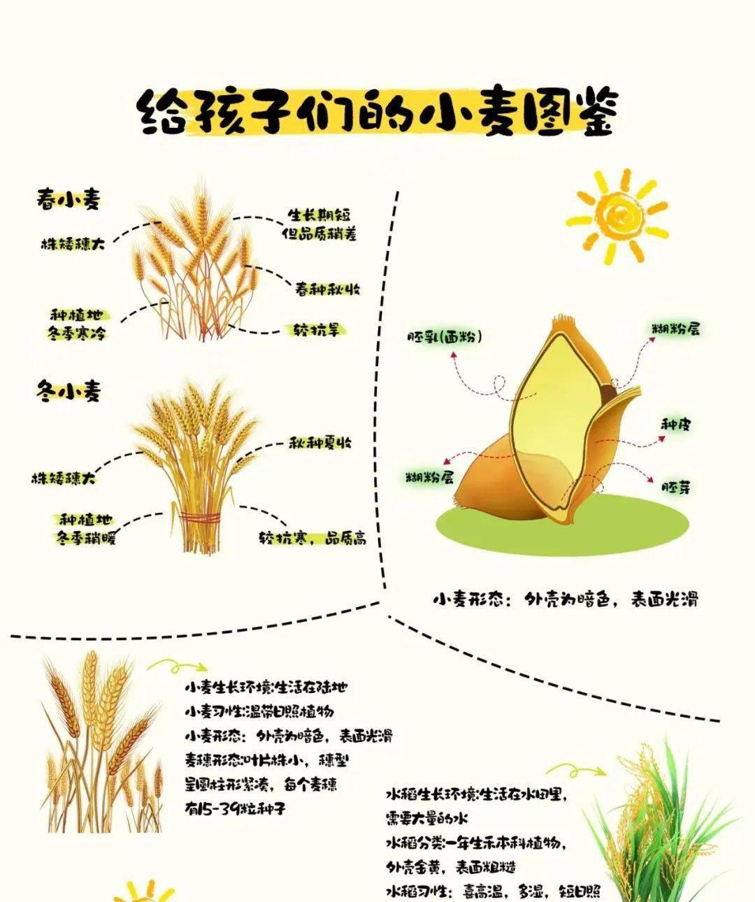 来京西三元农场割麦子,做麦花,烤麦穗,摘樱桃/西瓜啦!_小麦_活动_劳动
