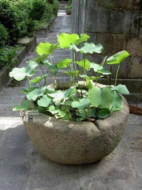 这五种植物搭配老石槽真的是美绝了!_石器_生活_铜钱