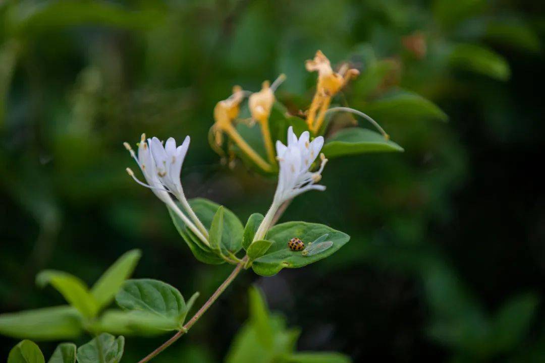 金银花开"金银"来_功效_村民_种植