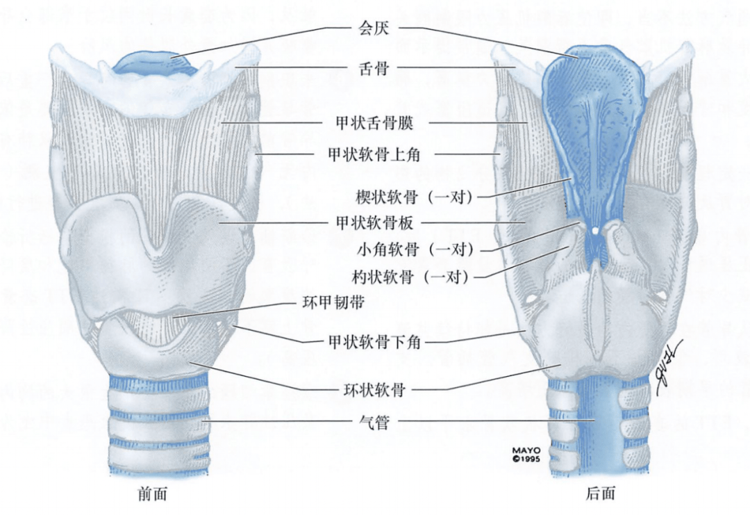 环杓关节解剖：由环状软骨的环杓关节面、杓状软骨底面及环杓侧肌、环杓