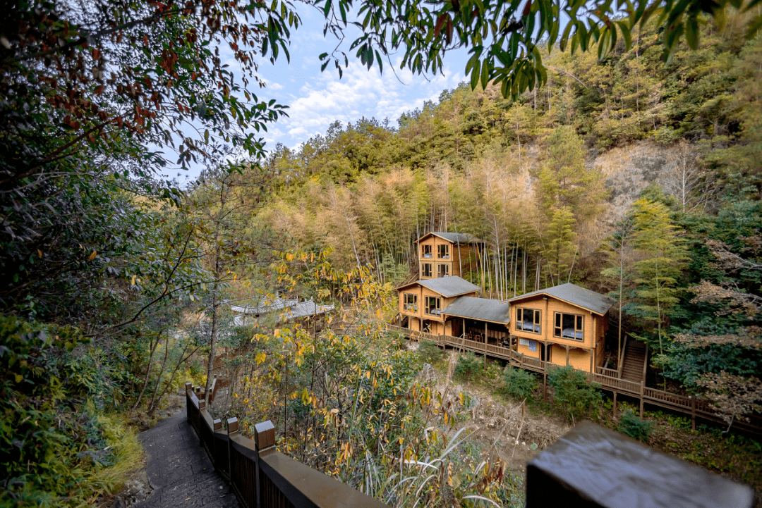 520绣球花节恍入蓝色浪漫花海,来泰顺筱村公社大口森呼吸!