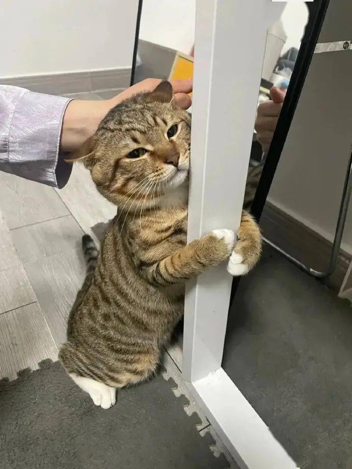 被黑心喵老板坑了,一根香蕉换我十个罐罐?_fb@juer_别念_的图片