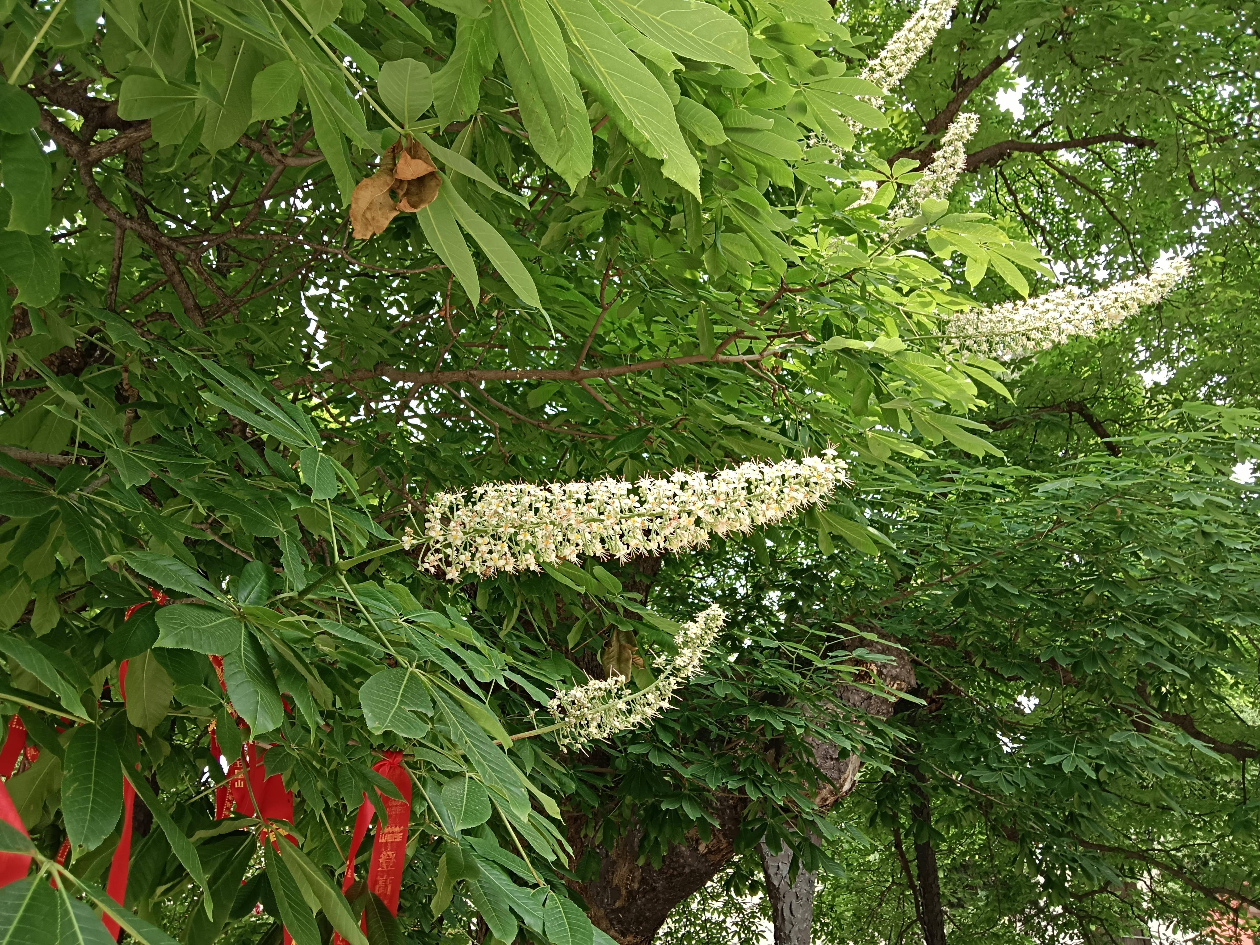 古树开花 花耀盛世 济源千年七叶树迎来盛花期