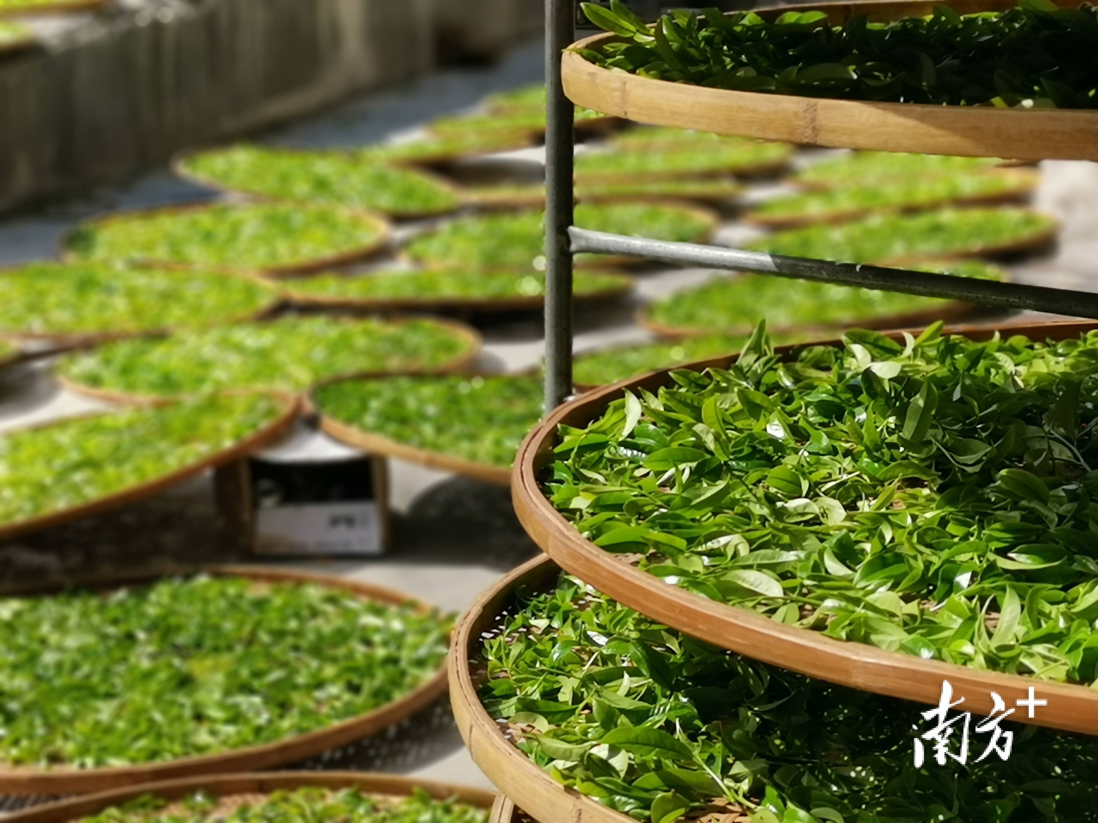 谢鸿洲_茶树_品种