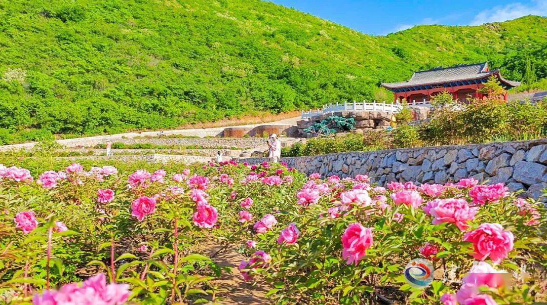 天秀山牡丹花开 八方游客闻香来