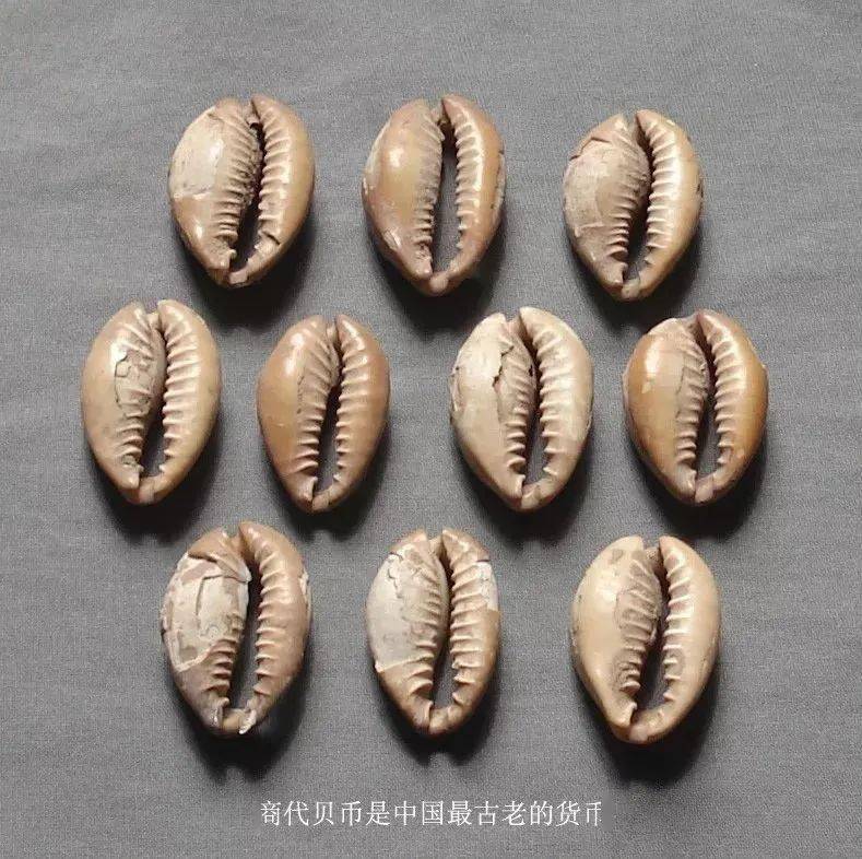 海贝_货币_研究